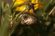 Ringelnatter in den Reifenberger Wiesen ©Naturefund