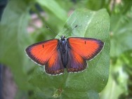 Männchen vom Lilagold-Feuerfalter  ©Alfred Westenberger