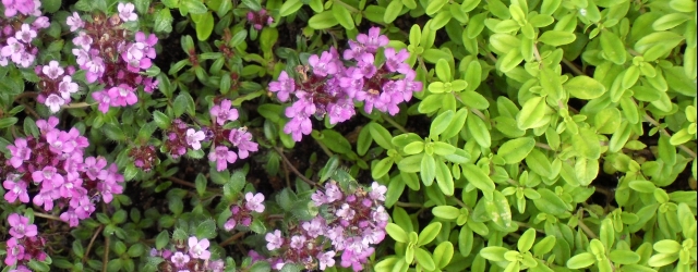 Feld-Thymian (Thymus pulegioides) und Zitronenthymian (Thymus citriodorus 'Golden Dwarf')