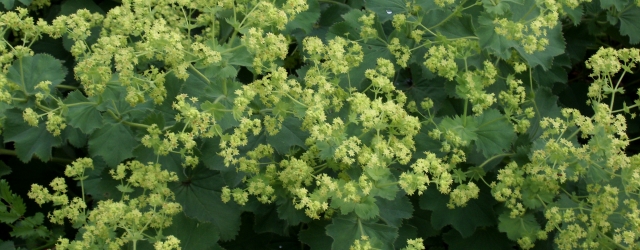 Frauenmantel (Alchemilla vulgaris) in voller Blüte